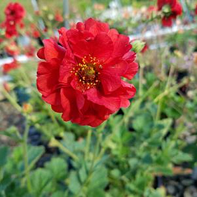Geum chiloense 'Double Bloody Mary'