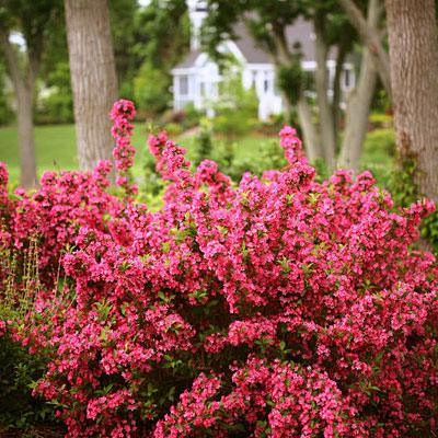 Weigela f. 'Sonic Bloom Pink'