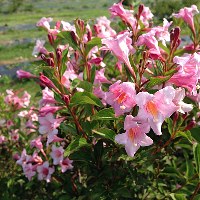 Weigela f. 'Sonic Bloom Pure Pink'