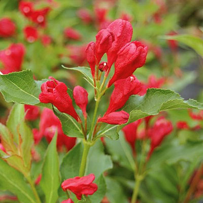 Weigela f. 'Sonic Bloom Red'