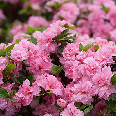 Azalea 'Bloomathon Pink'