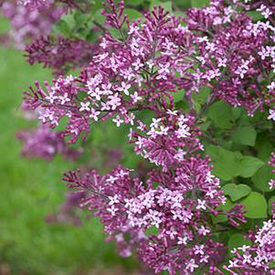 Syringa x 'Bloomerang Dark Purple'