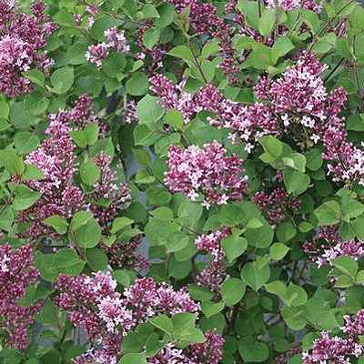 Syringa x 'Bloomerang Dwarf Purple'