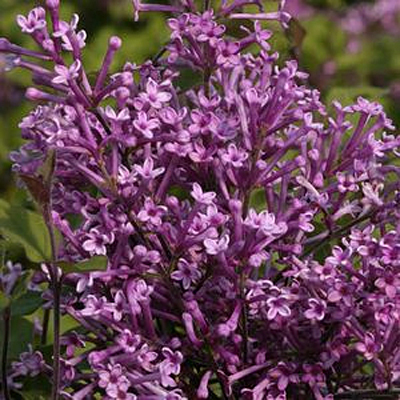 Syringa x 'Bloomerang Purple'