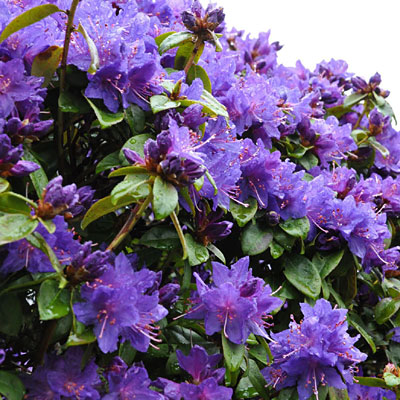Rhododendron 'Blue Baron'