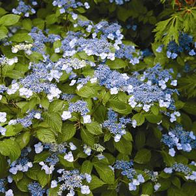 Hydrangea s. 'Blue Billow'