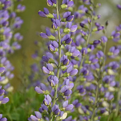 Baptisia x 'Decadence Blue Bubbly'