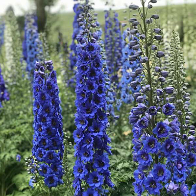 Delphinium e. 'Blue Buccaneers'