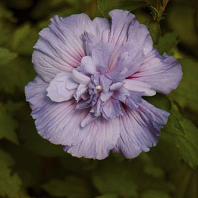 Hibiscus s. 'Blue Chiffon'