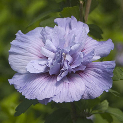 Hibiscus s. 'Blue Chiffon' (TREE)