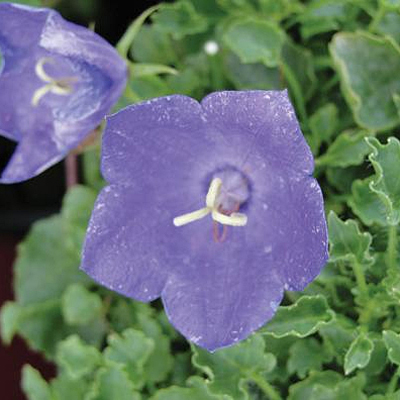 Campanula c. 'Deep Blue Clips'