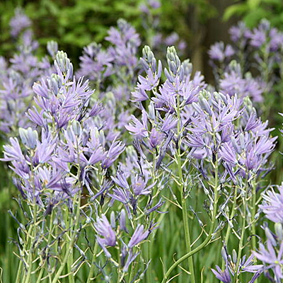 Camassia
