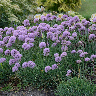 Allium senescens 'Blue Eddy'