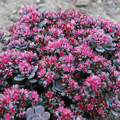 Sedum x 'Blue Elf'