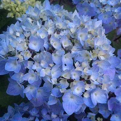 Hydrangea m. 'Blue Enchantress'