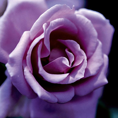 Rosa 'Blue Girl'