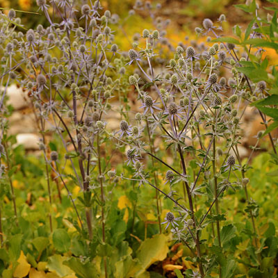 Eryngium p. 'Blue Glitter'