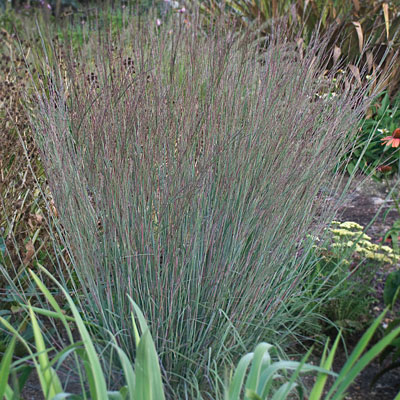 Schizachyrium s. 'Blue Heaven'