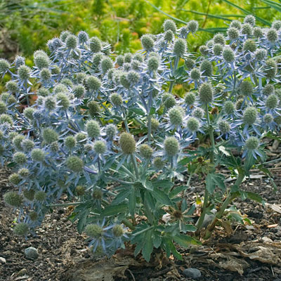 Eryngium p. 'Blue Hobbit'