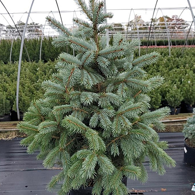 Picea p. 'Baby Blue' (HOLIDAY)