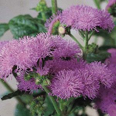 Ageratum 'Blue Horizon'