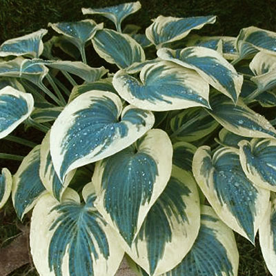 Hosta 'Blue Ivory'