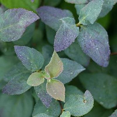 Spiraea j. 'DP Blue Kazoo'