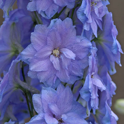 Delphinium e. 'Blue Lace'