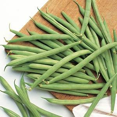 Beans 'Blue Lake Bush'