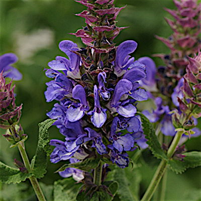 Salvia n. 'Blue Marvel'