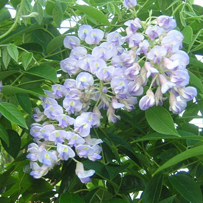 Wisteria m. 'Blue Moon'