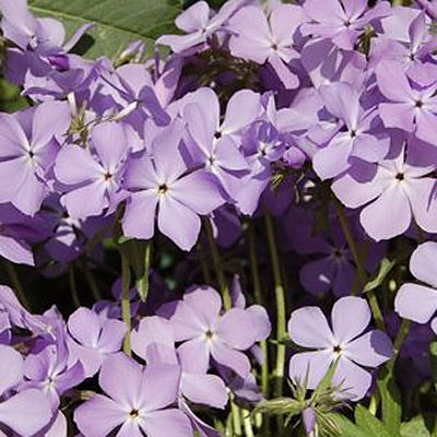 Phlox d. 'Blue Moon'