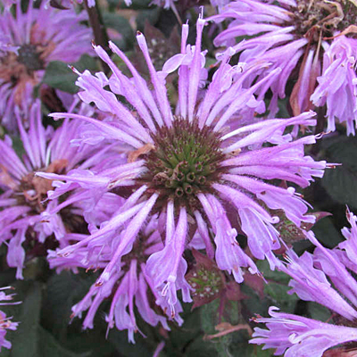 Monarda d. 'Blue Moon'