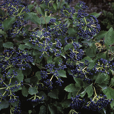 Viburnum dent. 'Blue Muffin'
