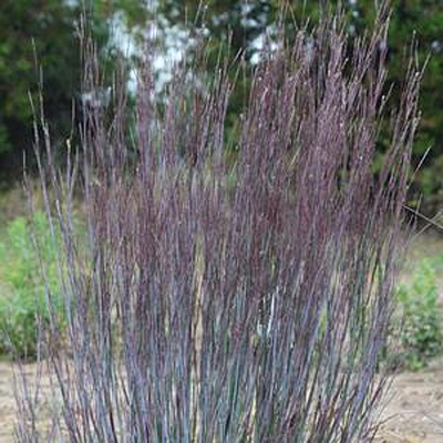 Schizachyrium s. 'Blue Paradise'