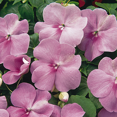 Impatiens 'Super Elfin Blue Pearl XP'