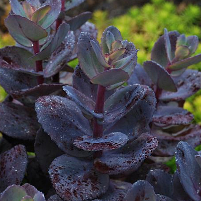 Sedum x 'Blue Pearl'