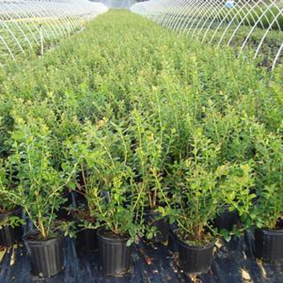 Vaccinium c. 'Blue Ray'