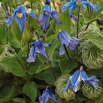 Clematis in. 'Blue Ribbons'