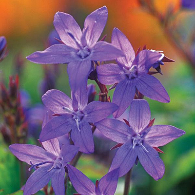Campanula pos. 'Blue Rivulet'