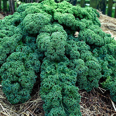 Kale 'Blue Scotch'