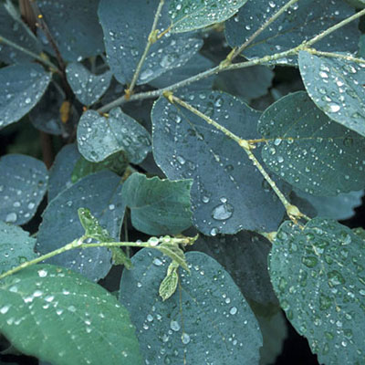 Fothergilla x inter. 'Blue Shadow'