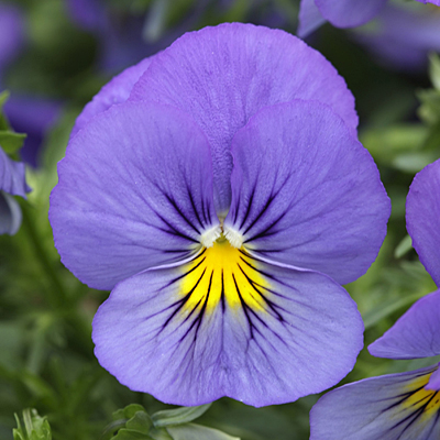 Pansy 'Cool Wave Blue Skies'