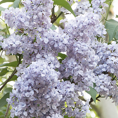 Syringa v. 'Blue Skies'