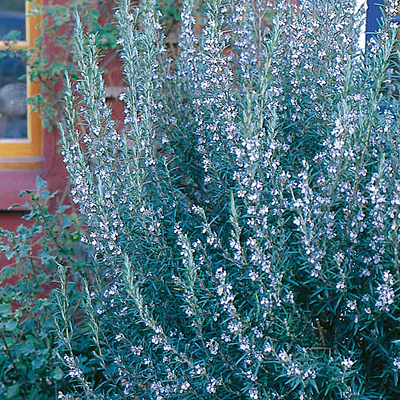 Rosemary
