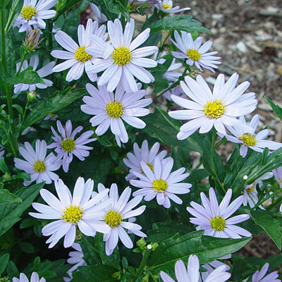 Kalimeris incisa 'Blue Star'