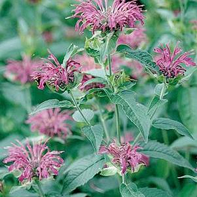 Monarda d. 'Blue Stocking'