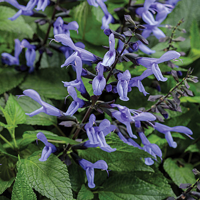 Salvia 'Rockin Blue Suede Shoes'