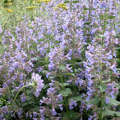 Nepeta