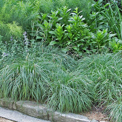 Carex f. 'Blue Zinger'